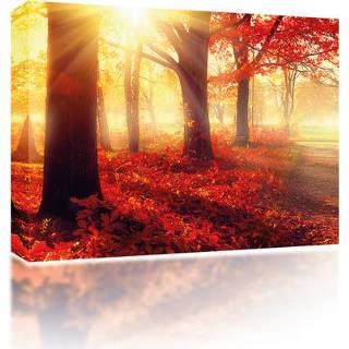 👉 Canvas One Size GeenKleur Forest in autumn sun 5060652120346