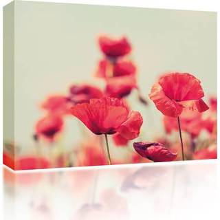 👉 Canvas One Size GeenKleur Poppies 5060652120049