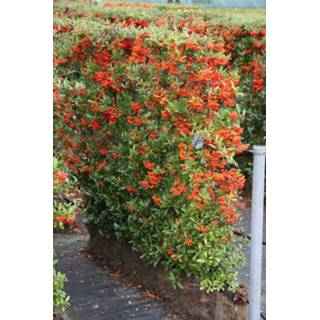 👉 One Size GeenKleur Fashion 8719269409135