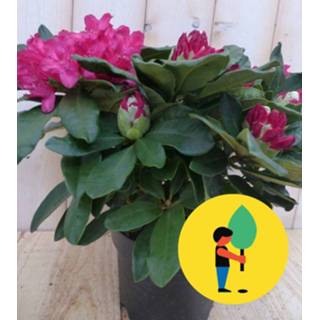 👉 Rood One Size GeenKleur 5 stuks Rododendron 60 cm 8719269448806