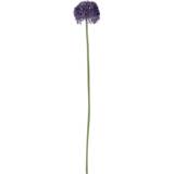 👉 Purper klein Allium Purple 50 cm