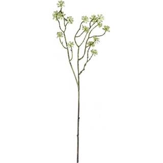 👉 Groen Arborescens 60 cm