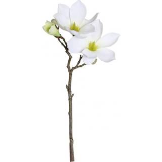 👉 Wit Magnolia White 40 cm