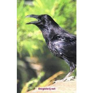 👉 Raven (raaf) Anim