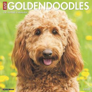 👉 Kalender Goldendoodle 2020 9781549206481