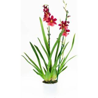 👉 Orchidee Nelly Isler