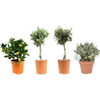 👉 Mediterrane plant planten Mix