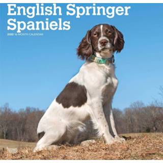 👉 Kalender Engelse Springer Spaniel 2020 9781975414757