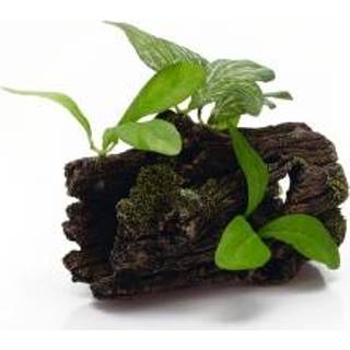 👉 Bruin groen Beeztees Boomstronk+Planten - Aquariumdecoratie Polyresin 8712695055686
