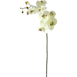 👉 Orchidee zachtgroen 100 cm