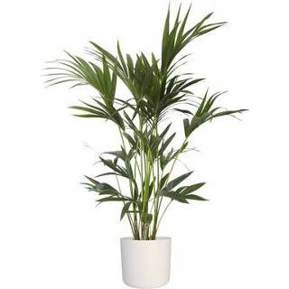 👉 Donkergroen Green bubble Kentia palm 90cm hoog (Howea forsteriana)