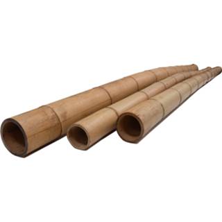 👉 Jos van Rees Bamboepaal 300 cm 10-12 dik