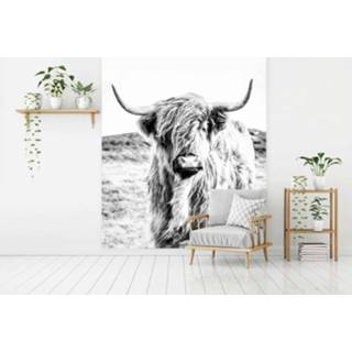 👉 Fotobehang Vlies Schotse hooglander