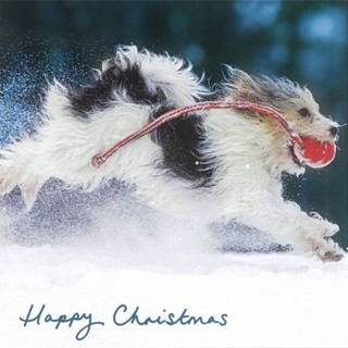 👉 Kerstkaart - Hond rennend door Sneeuw (Set van 5) 5015877388071