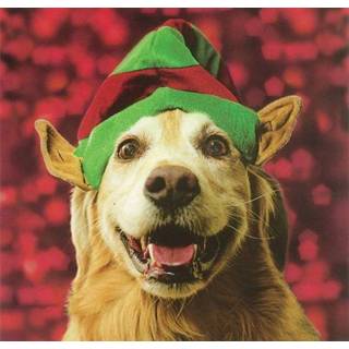 👉 Kerstkaart active - Hond met Kerstmuts (Set van 5) 5015877389467