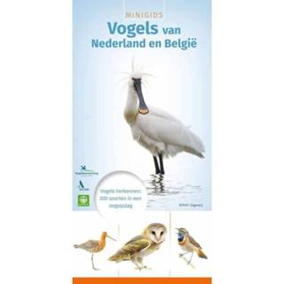 👉 Active Minigids - Vogels van Nederland en België 9789050115339