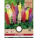 👉 Florex Lupine Mix - Bloembollen Gemengd 10 stuks