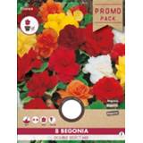 👉 Begonia Florex Bubbel Mix - Bloembollen Gemengd 8 stuks