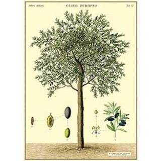 Vintage poster Cavallini Co Olive Tree 9781635448177