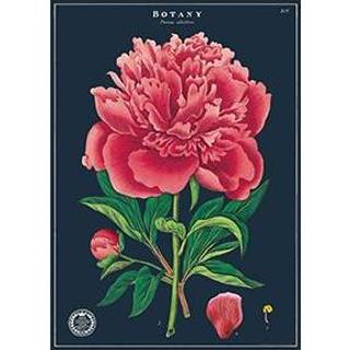 👉 Vintage poster Cavallini Co Botany Study 9781635448030
