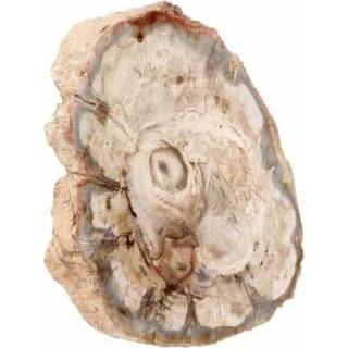👉 Fossiel Versteend Houten Schijf (Model 1)