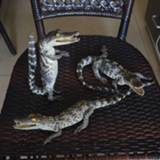 👉 Ornament small 1Pcs Taxidermy，Animal Collectables ornaments Decoration Crafts Figurines & Miniatures gift