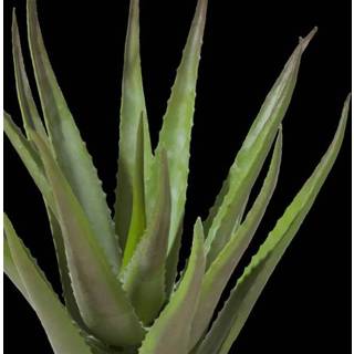 👉 Kunstplant groen Aloe plante 50cm 8712696344345