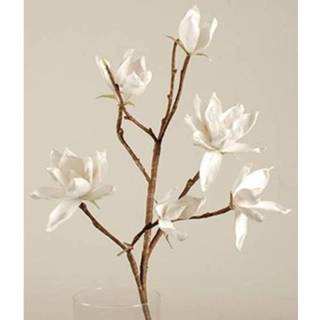 👉 Wit Magnolia 105cm 8716525374343