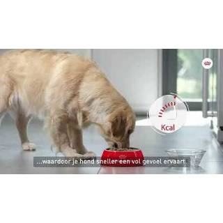 👉 Honden voer Royal Canin Maxi Light Weight Care Hondenvoer - Dubbelpak 2 x 10 kg 3182550893756