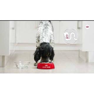 👉 Hondenvoer Royal Canin Mini Digestive Care - Dubbelpak 2 x 8 kg 3182550895057