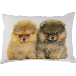 👉 Canvas Pending - Wel beschrijven later kussen pomeriaan pups 35x50cm* GKHKPP 8716522065060