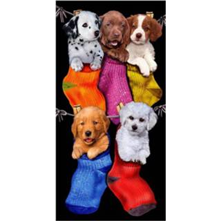 👉 Sock katoen velours multikleur The Beachtowel Puppies In Socks Strandlaken - 100% 75x150 Cm Multi 8719151081883