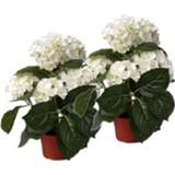 👉 Kunstplant wit witte kunststof 2 Stuks Kunstplanten Hortensia 36 Cm - Kunstplanten/nepplanten Met Bloemen 8719538889804