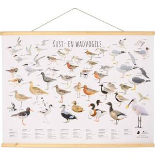 👉 Poster Kust- en waddenvogel Elwin van der Kolk