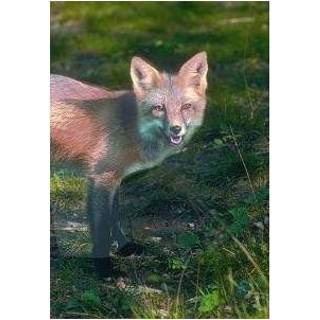 👉 Fox Animal Essences (vos) 30 ml 8717624994173