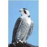 👉 Peregrine falcon Animal Essences (slechtvalk) 30 ml 8717624994692