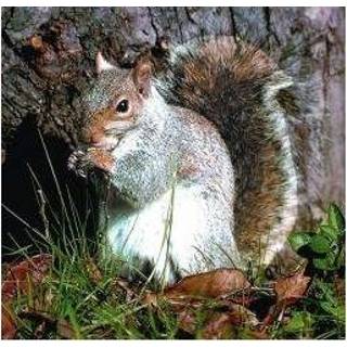 👉 Squirrel Animal Essences (eekhoorn) 30 ml 8717624994388