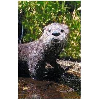 👉 Otter Animal Essences 30 ml 8717624994265