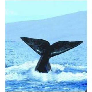 Whale Animal Essences (walvis) 30 ml 8717624994425