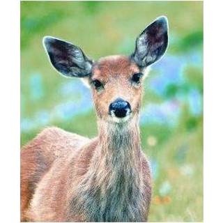 👉 Deer Animal Essences (hert) 30 ml 8717624994111