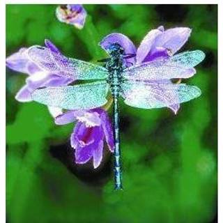 👉 Dragonfly Animal Essences (libelle) 30 ml 8717624994142