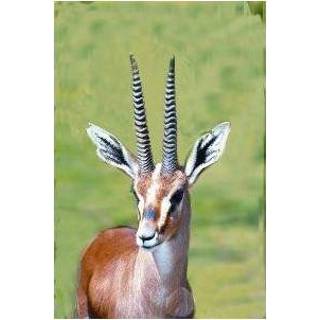 👉 Gazelle Animal Essences 30 ml 8717624994197