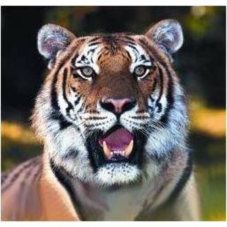 👉 Tiger Animal Essences (tijger) 30 ml 8717624994401