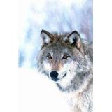 👉 Animal Essences Wolf 30 ml 8717624994449