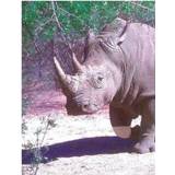 👉 Wit witte Animal Essences White rhinoceros (witte neushoorn) 30 ml 8717624994791