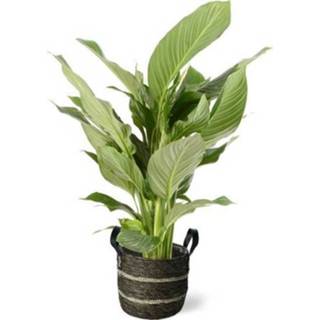 👉 Spathiphyllum bruin male Kamerplant 105cm potmaat 24cm natuur 5414628102933