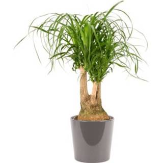 👉 Kamerplant Beaucarnea Vertakt 70cm potmaat 21cm rood