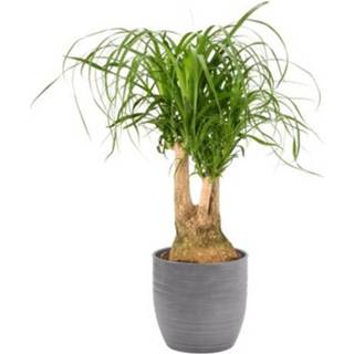 👉 Beaucarnea grijs male Kamerplant Vertakt 70cm potmaat 21cm strepen 5414628102476