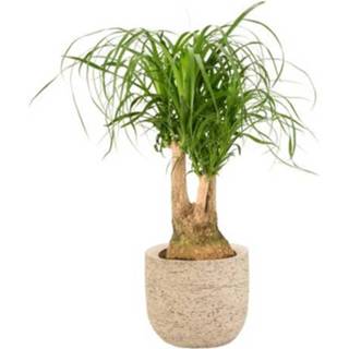 👉 Beaucarnea male Kamerplant Vertakt 70cm potmaat 21cm naturel 5414628102483