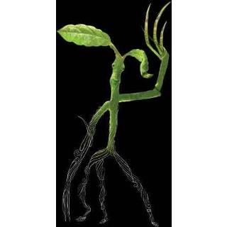 👉 Fantastic Beasts Tribal Bowtruckle t-shirt - Zwart - S - Zwart